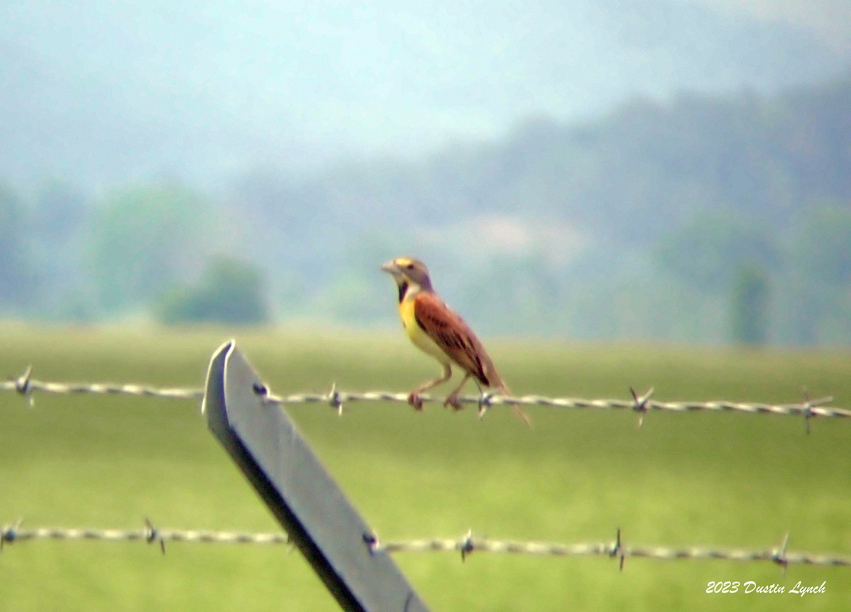 Лускун - ML646908740