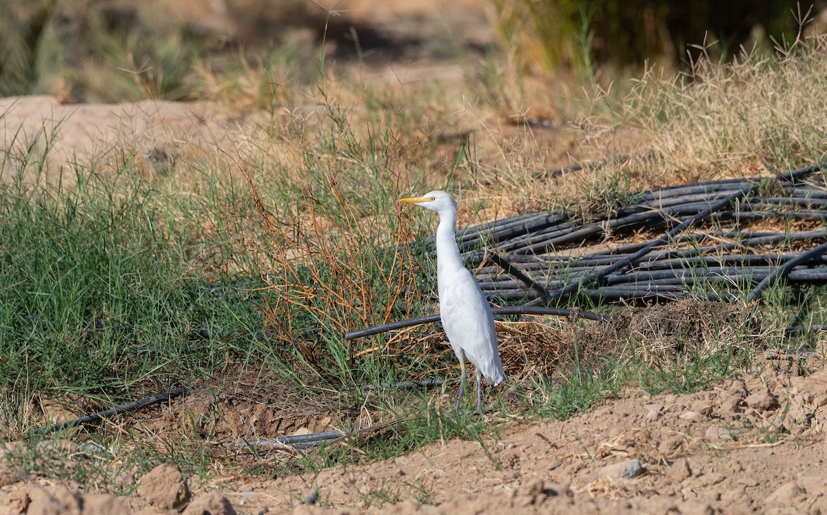 Чапля єгипетська західна - ML646908741