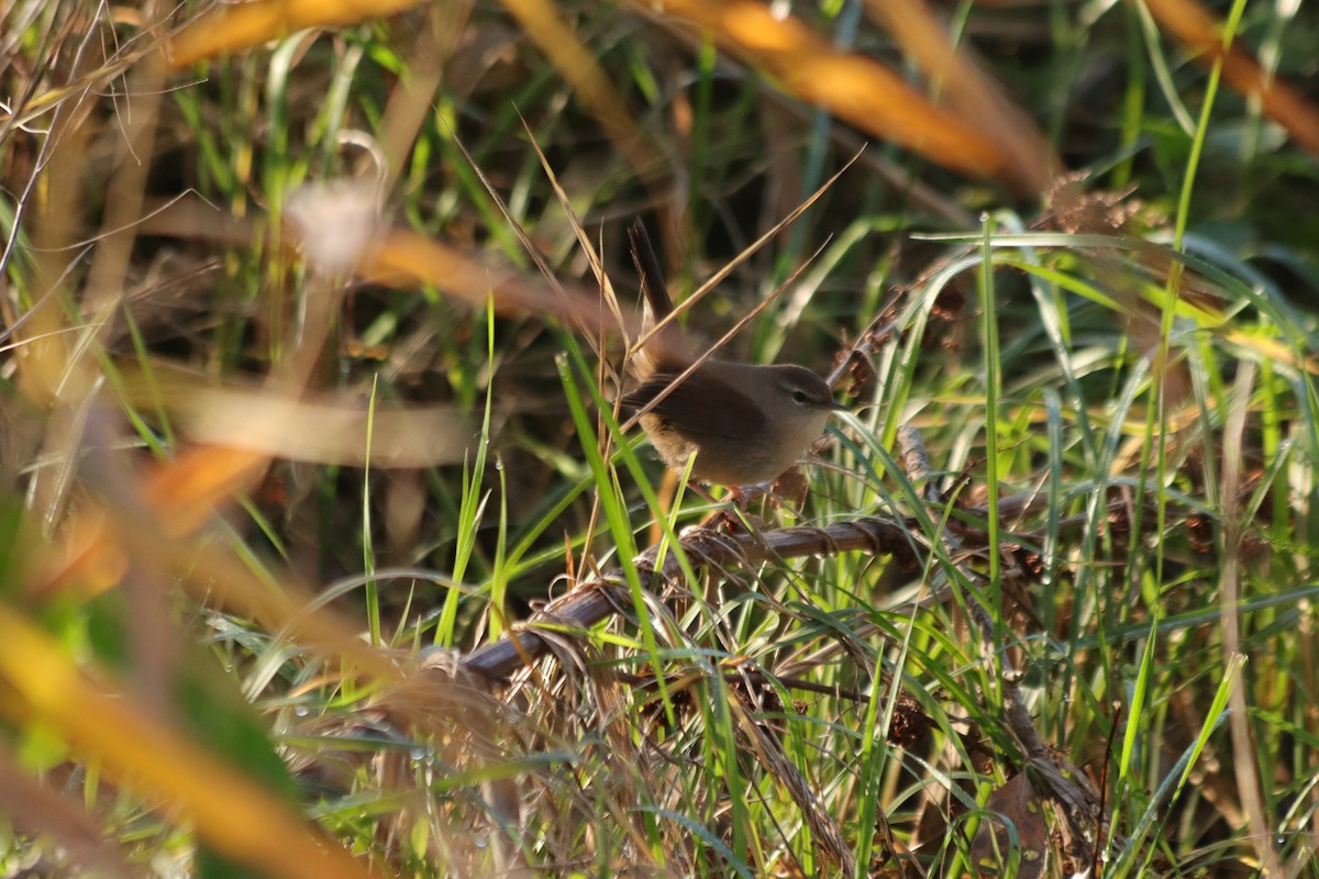 Широкохвістка середземноморська - ML646908742
