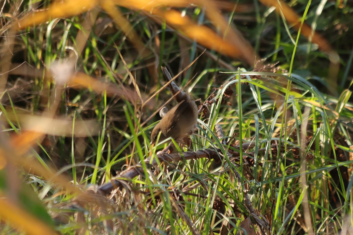Широкохвістка середземноморська - ML646908743