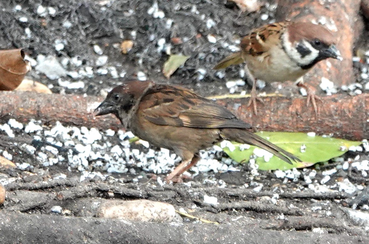 Горобець польовий - ML646908744