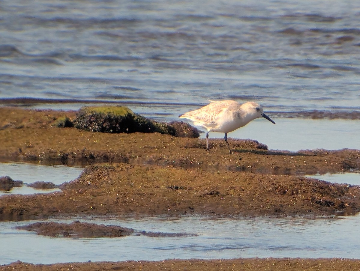Побережник білий - ML646908745