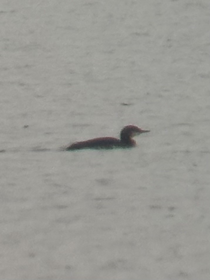 Гагара білошия - ML646908750