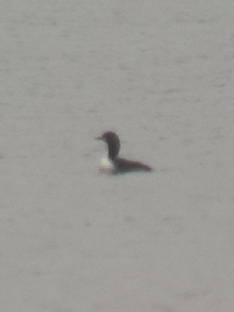 Гагара білошия - ML646908751