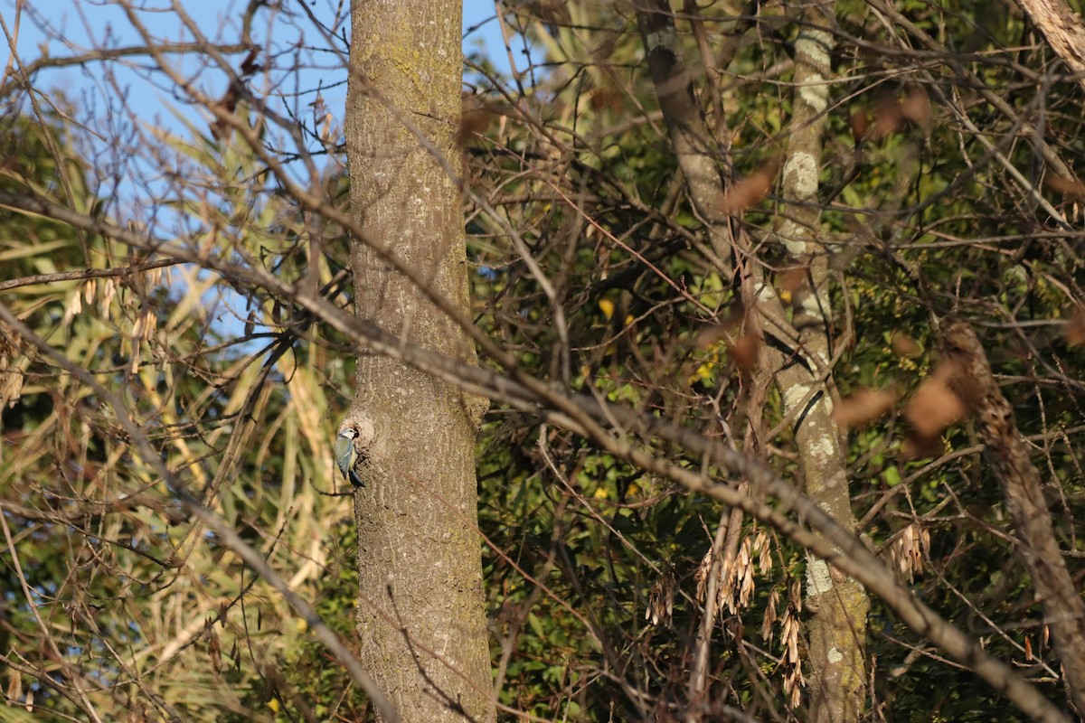 Eurasian Blue Tit - ML646908752