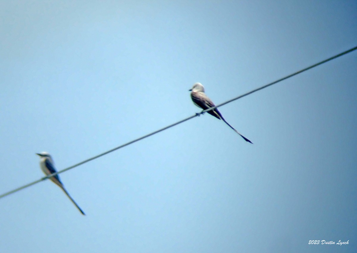Scissor-tailed Flycatcher - ML646908753