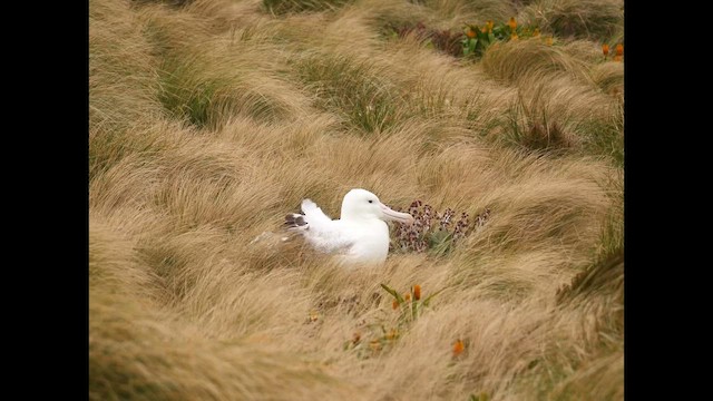Southern Royal Albatross - ML646908768
