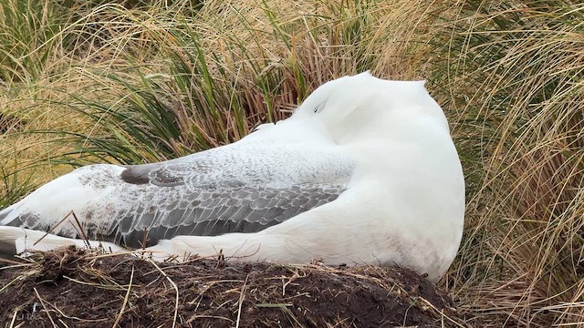 Southern Royal Albatross - ML646908774