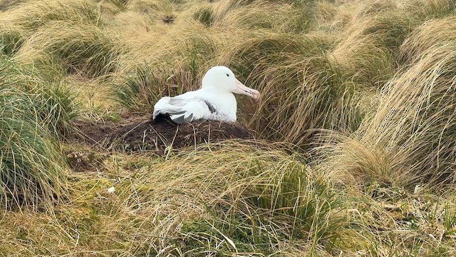 Southern Royal Albatross - ML646908775