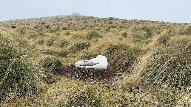 Southern Royal Albatross - ML646908776
