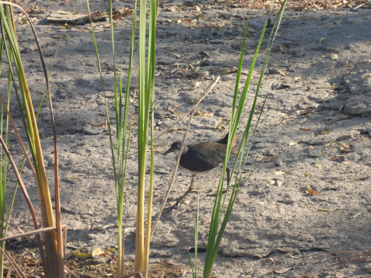 Белогрудый погоныш - ML646908777