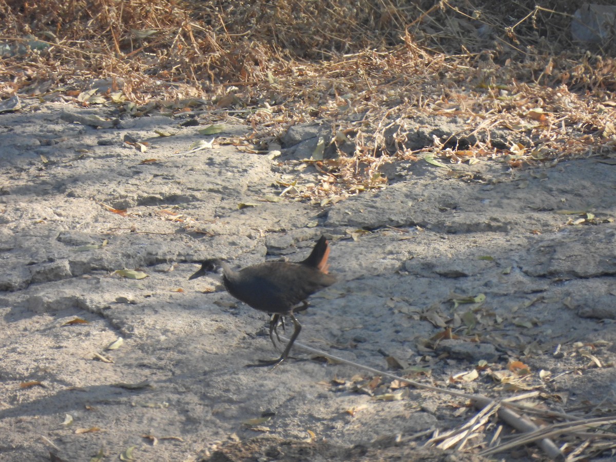 Белогрудый погоныш - ML646908778