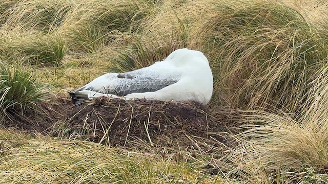 Southern Royal Albatross - ML646908779