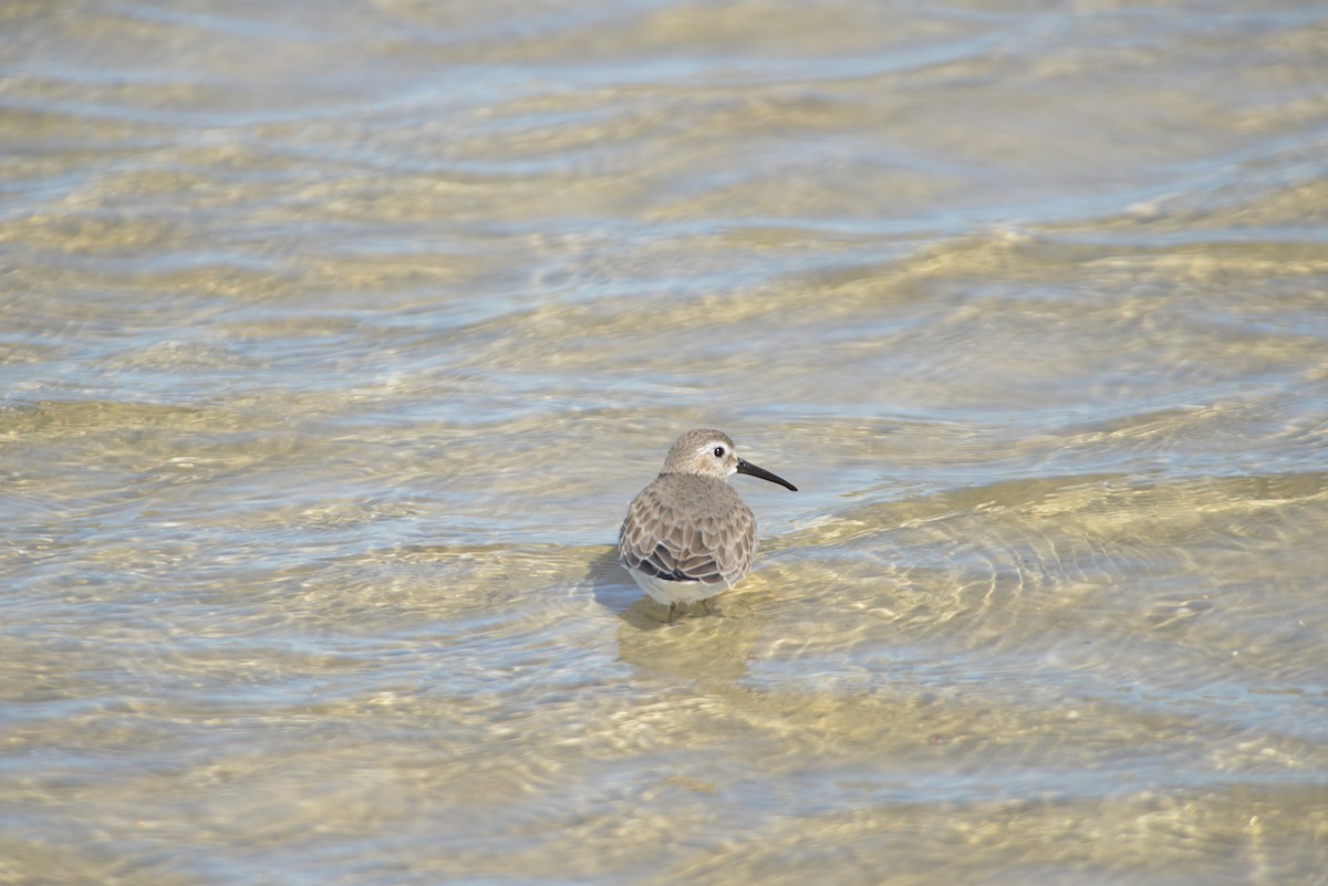Correlimos Común - ML646908780