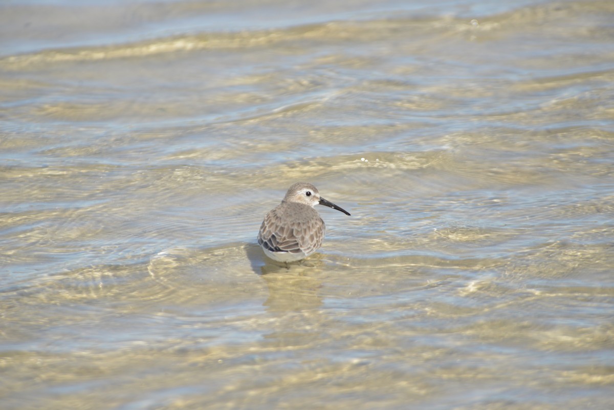 Correlimos Común - ML646908781