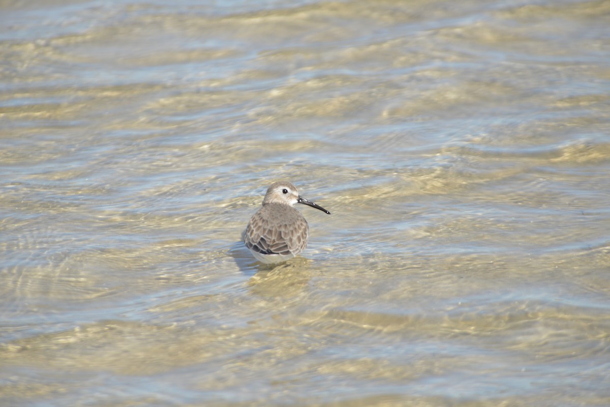 Correlimos Común - ML646908782