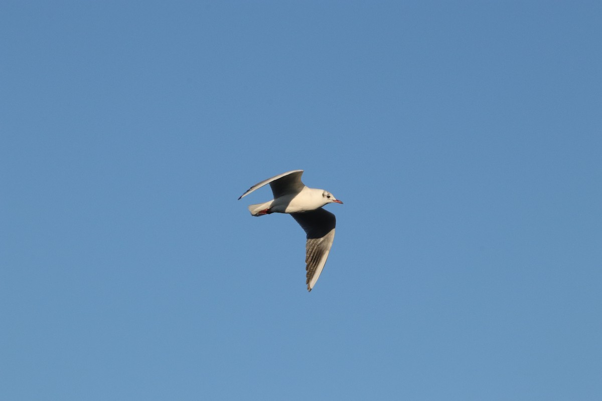 Black-headed Gull - ML646908786