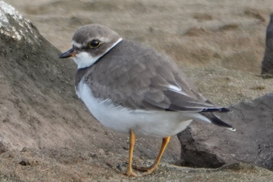 Semipalmated Plover - ML646908787