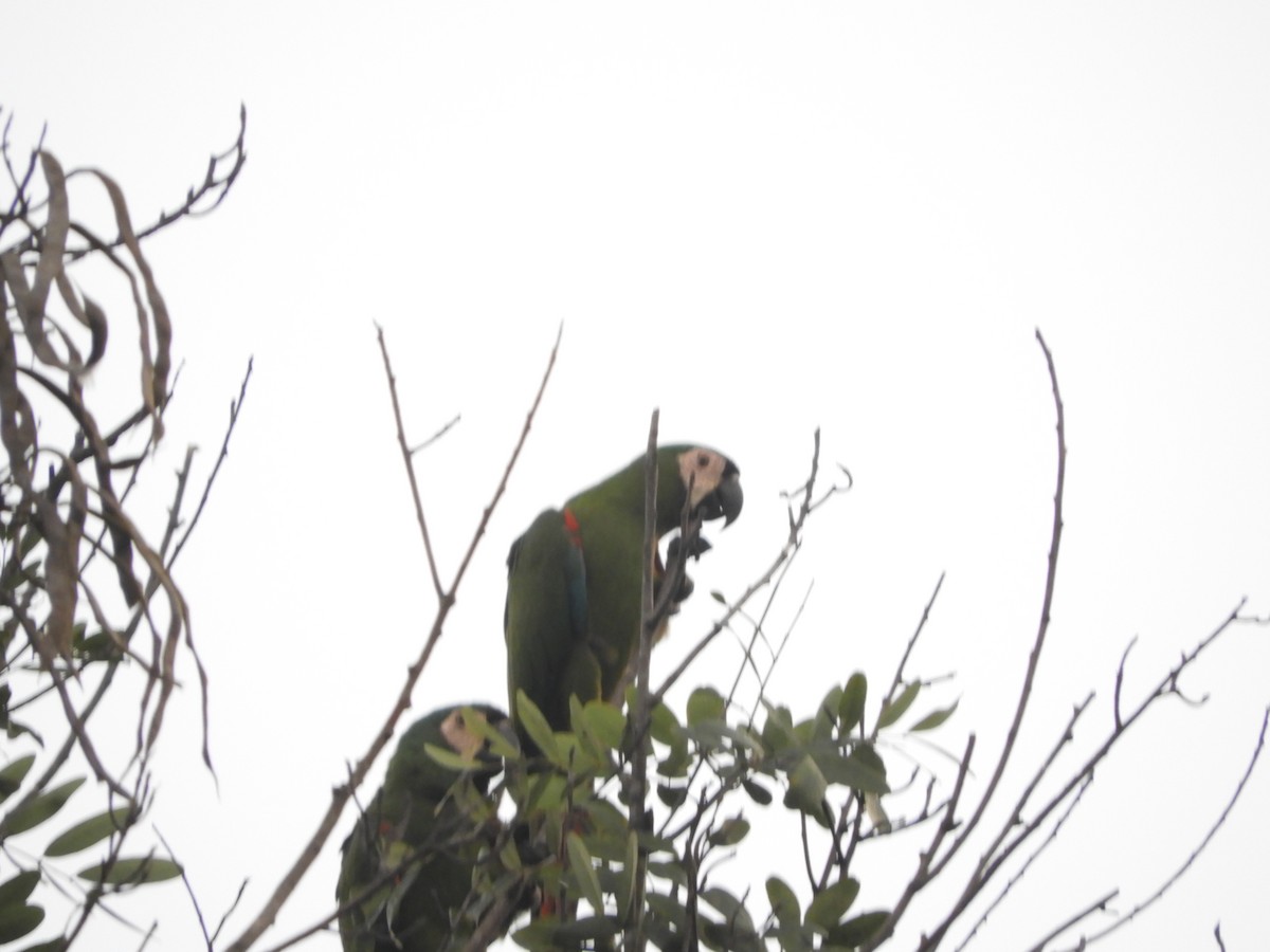 Chestnut-fronted Macaw - ML646908788