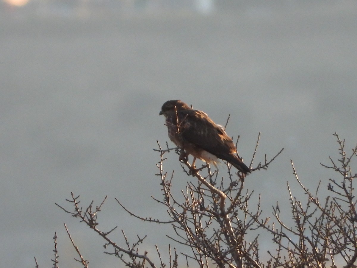 Buse variable - ML646908789