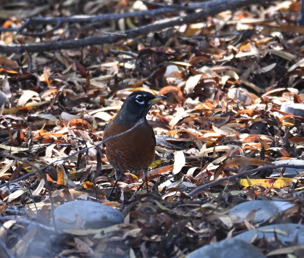 Merle d'Amérique - ML646908796