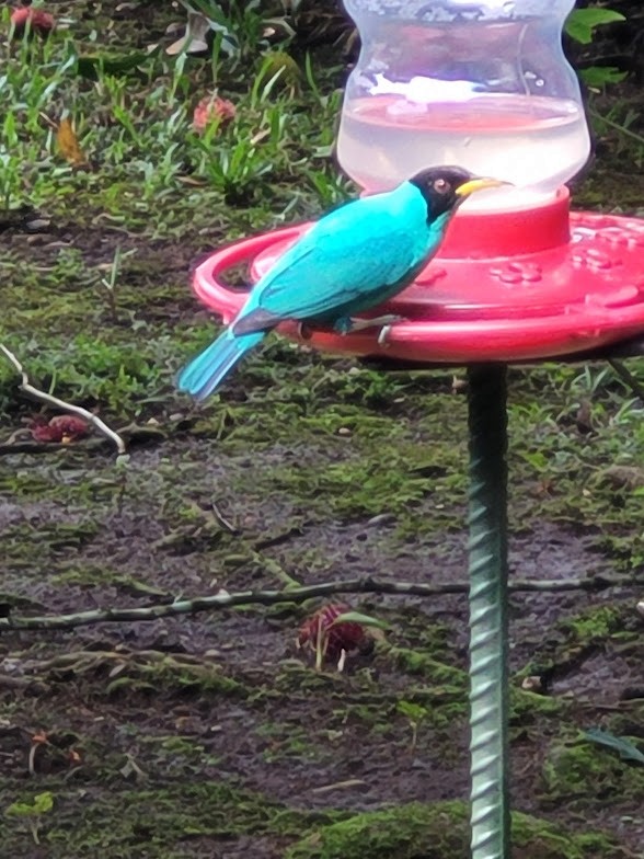 Green Honeycreeper - ML646908797