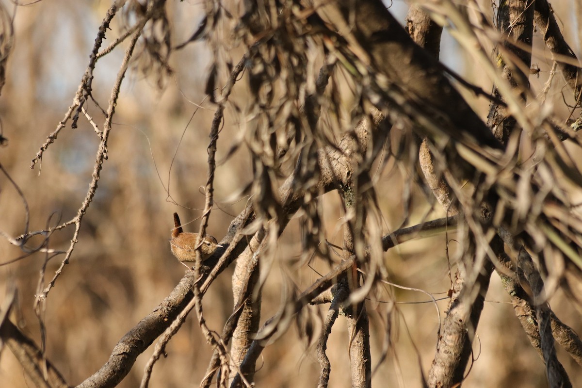 Eurasian Wren - ML646908804