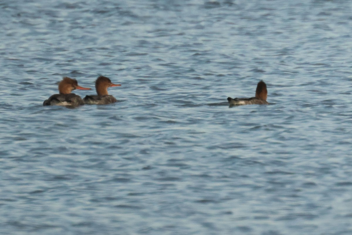 Tarakdiş - ML646908805