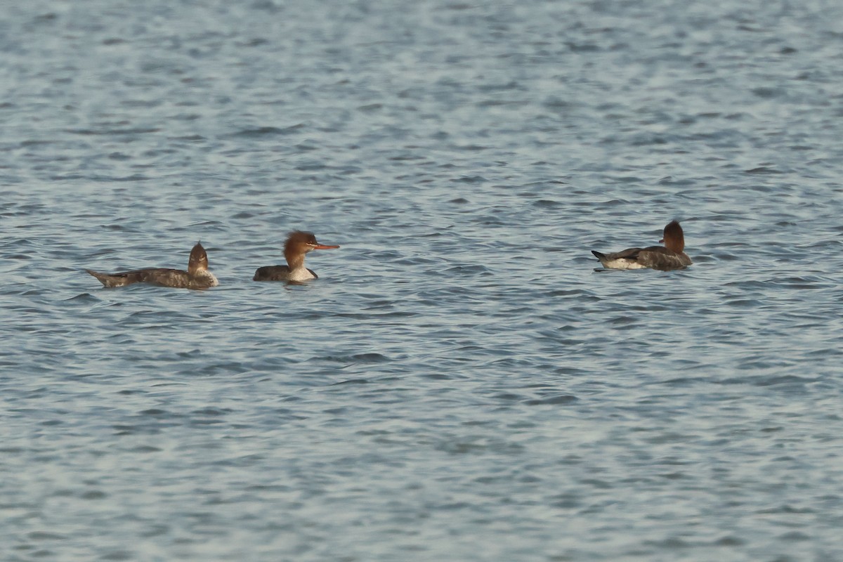 Tarakdiş - ML646908806