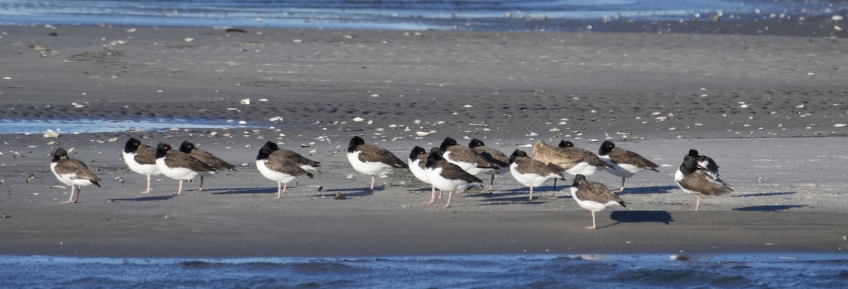 Marmorschnepfe - ML646908808