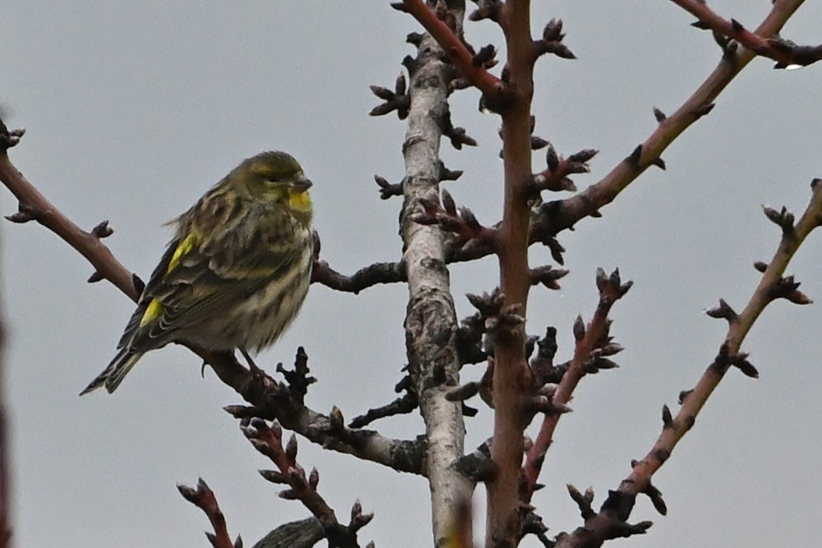 Txirriskila arrunta - ML646908819