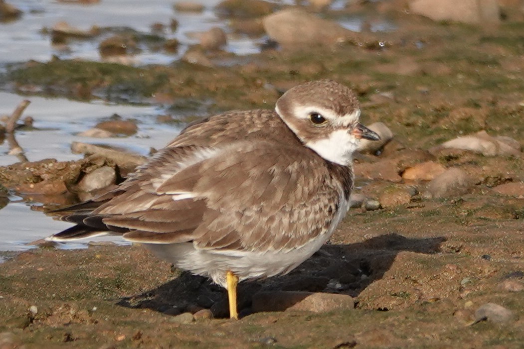 Semipalmated Plover - ML646908820