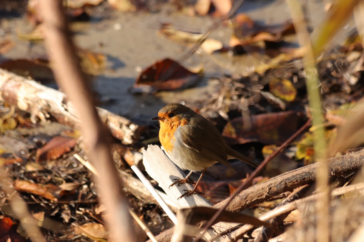 European Robin - ML646908827
