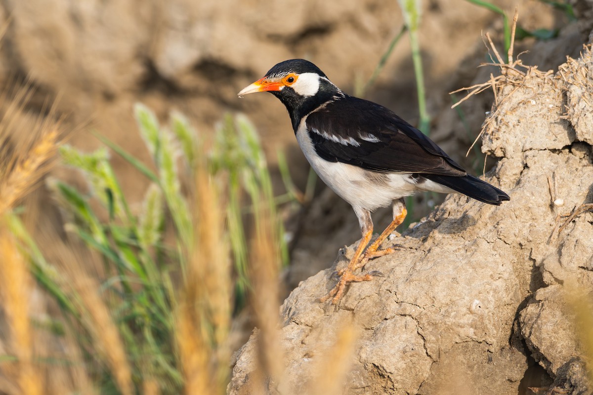 Indian Pied Starling - ML646908829