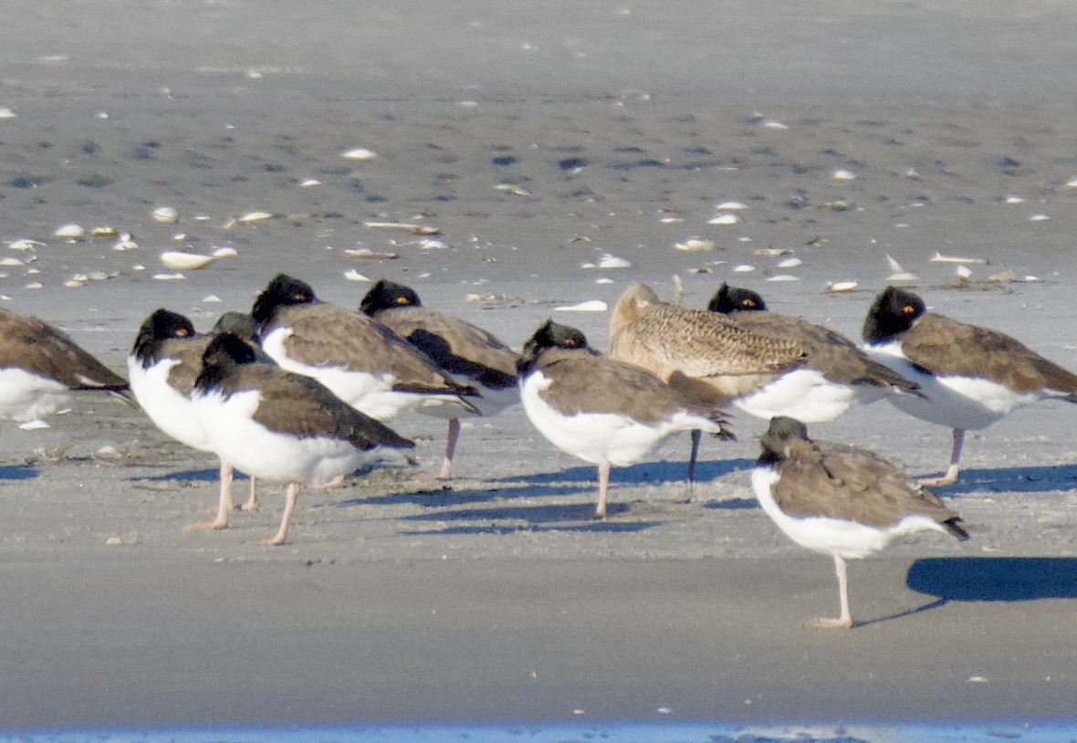 Marmorschnepfe - ML646908831