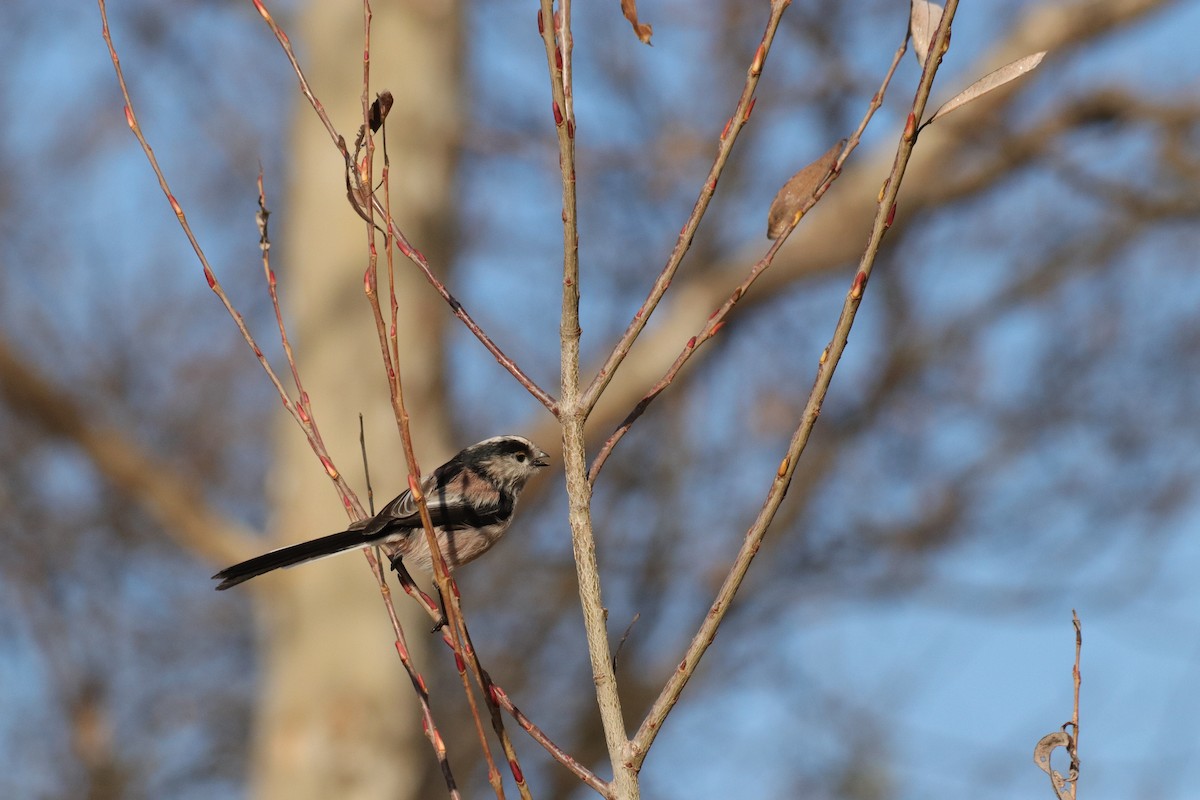 Long-tailed Tit - ML646908833