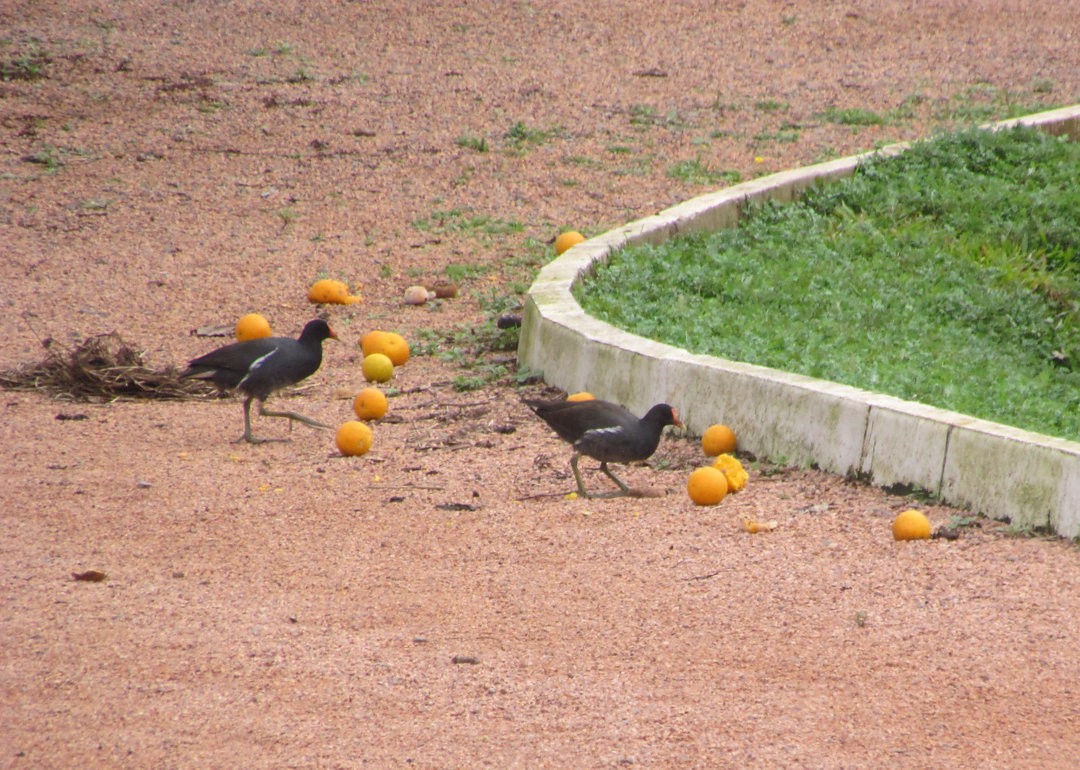 Gallinule d'Amérique - ML646908843