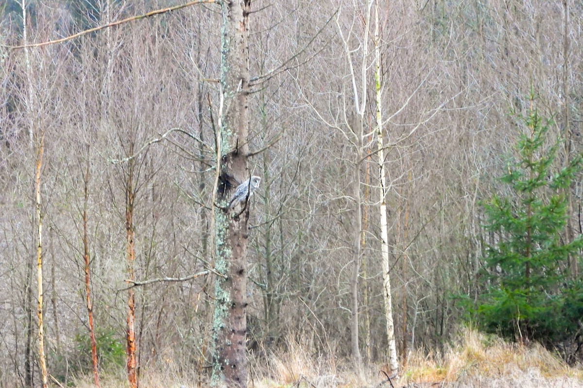 Great Gray Owl - ML646908845