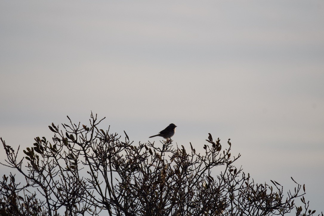 Singammer - ML646908846