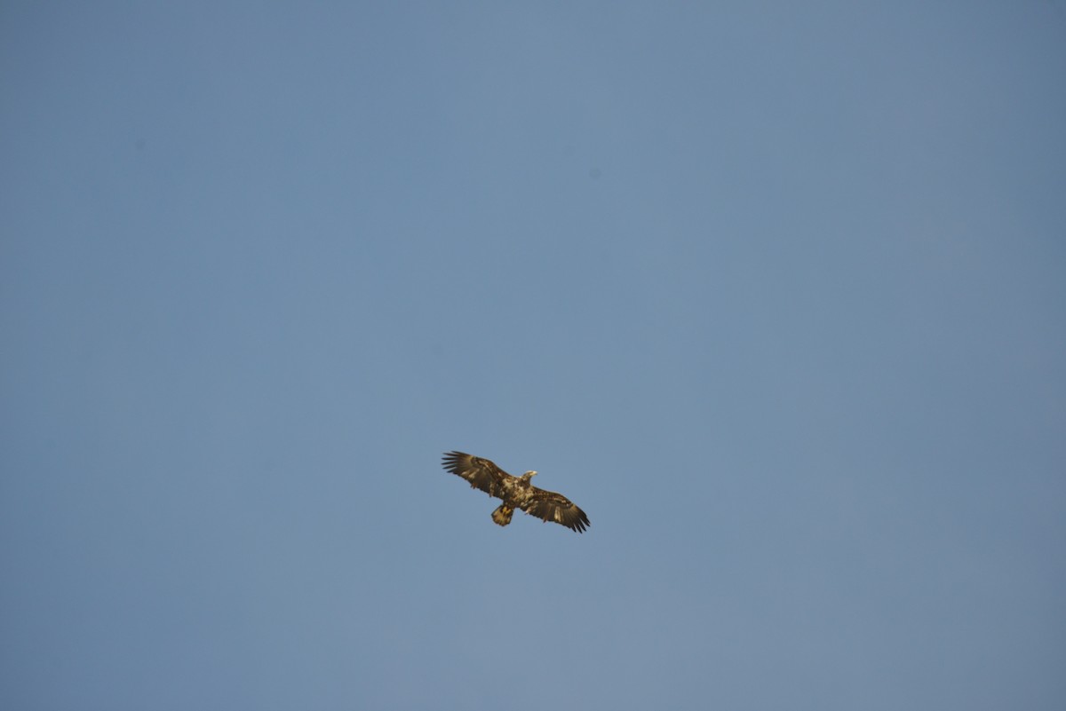 Белоголовый орлан - ML646908853