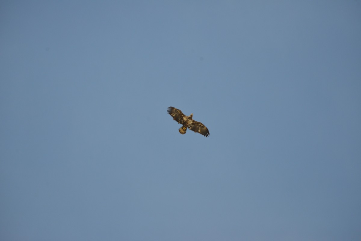 Белоголовый орлан - ML646908854