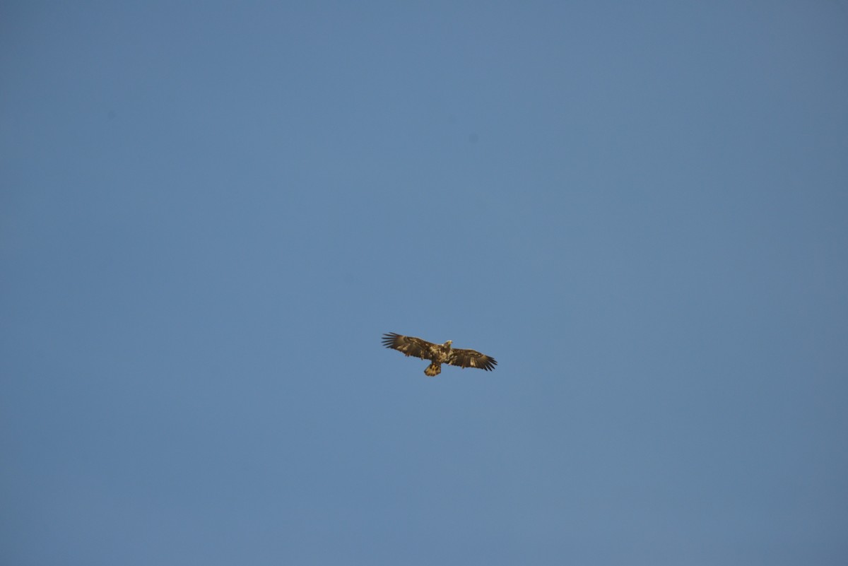 Белоголовый орлан - ML646908857