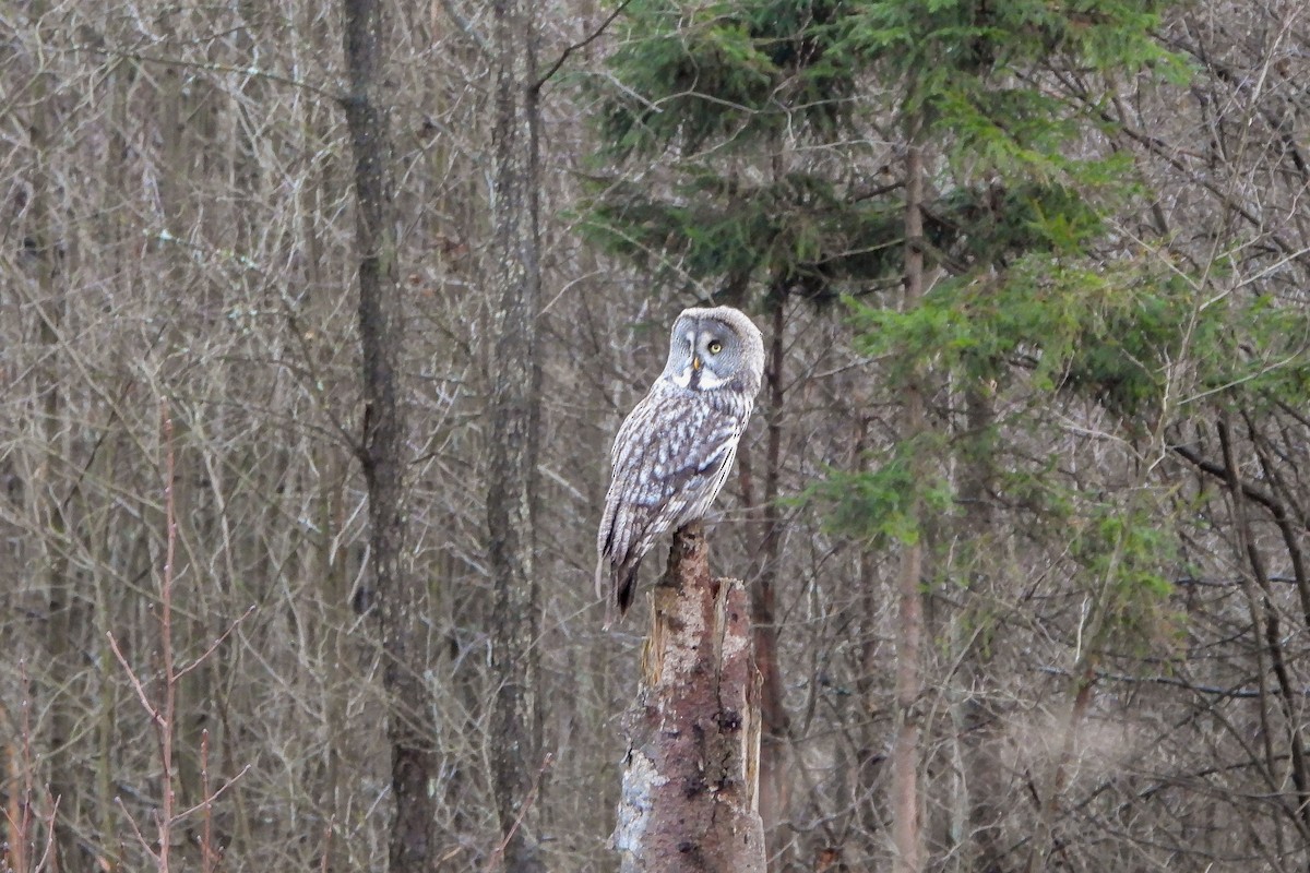 Great Gray Owl - ML646908858