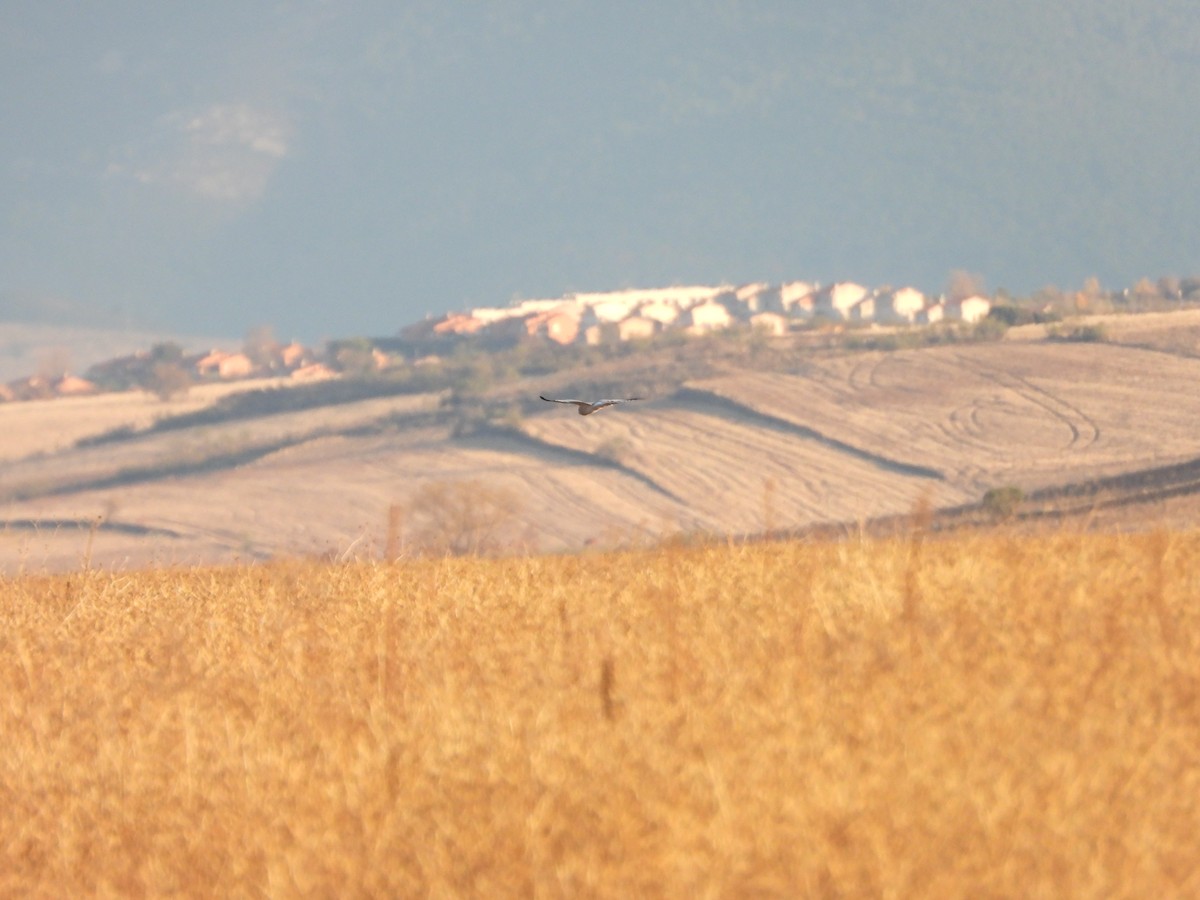 Hen Harrier - ML646908859