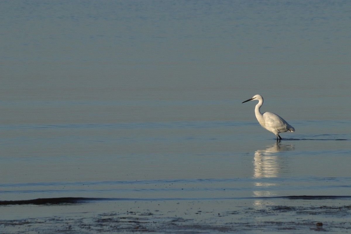 Little Egret - ML646908862