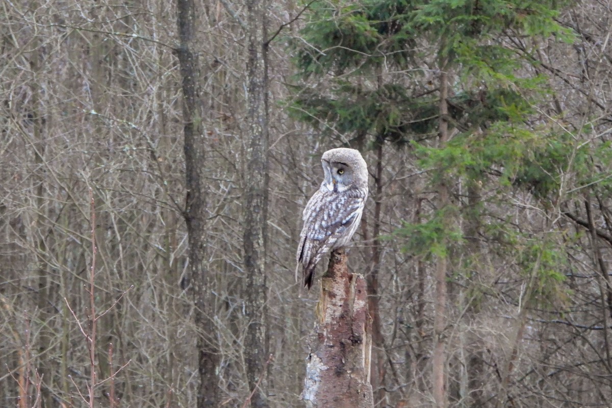 Great Gray Owl - ML646908863