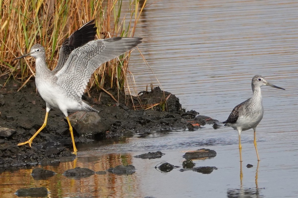 Greater Yellowlegs - ML646908866