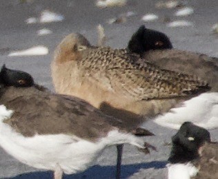 Marmorschnepfe - ML646908868