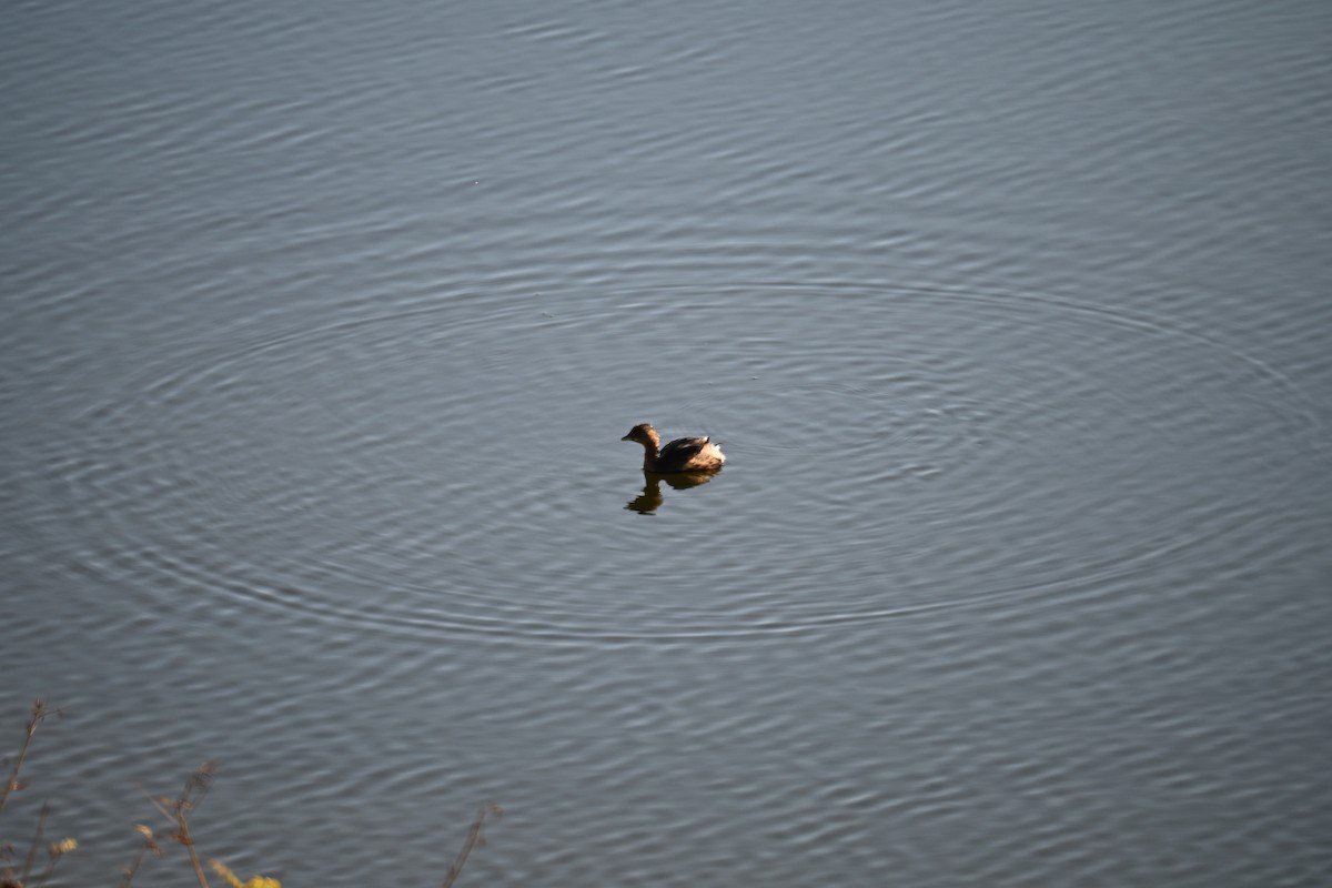 Grèbe à bec bigarré - ML646908871