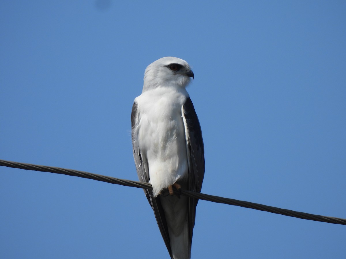 Дымчатый коршун - ML646908872